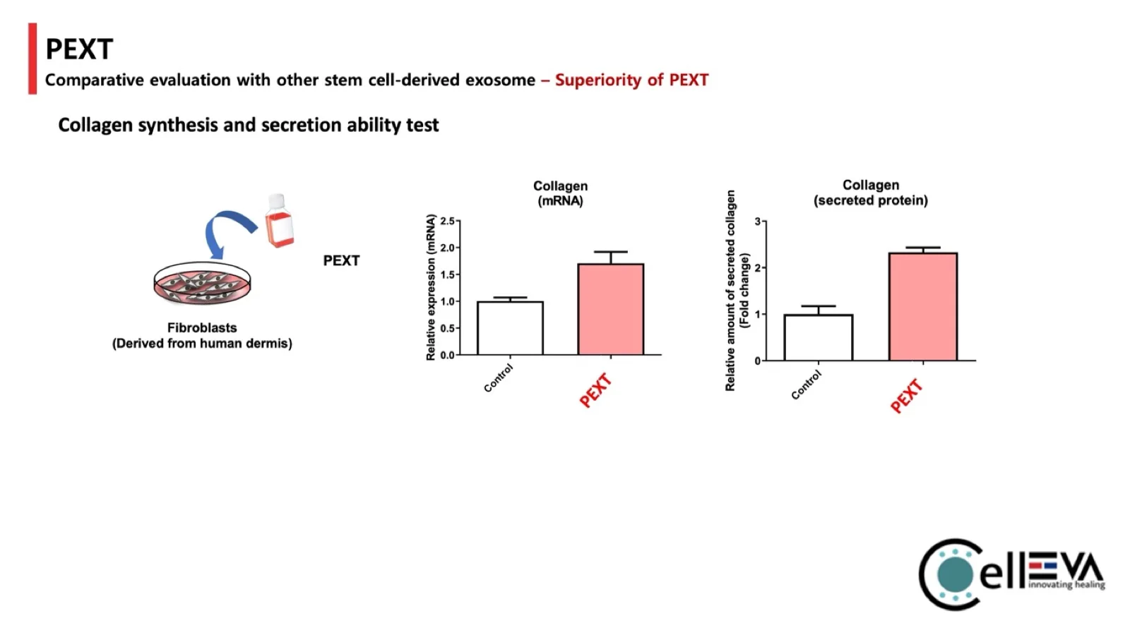Collagen synthesis and secretion in human dermal fibroblasts. Relative collagen mRNA expression rises from 1.0 in control to about 1.7 with PEXT; secreted collagen protein rises from 1.0 to about 2.3 fold change.